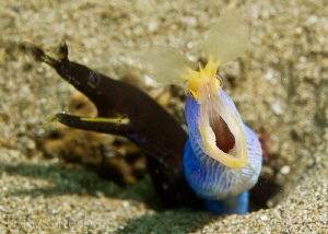 Father and Son: Male Ribbon Eel with Juvenile, 1/160, F11... by Tony Cherbas 